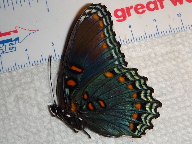 Limenitis arthemis (aberration,verso) [Internet image property of respective owner, non commercial use only]